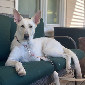 Meet your Posher, Zahraa